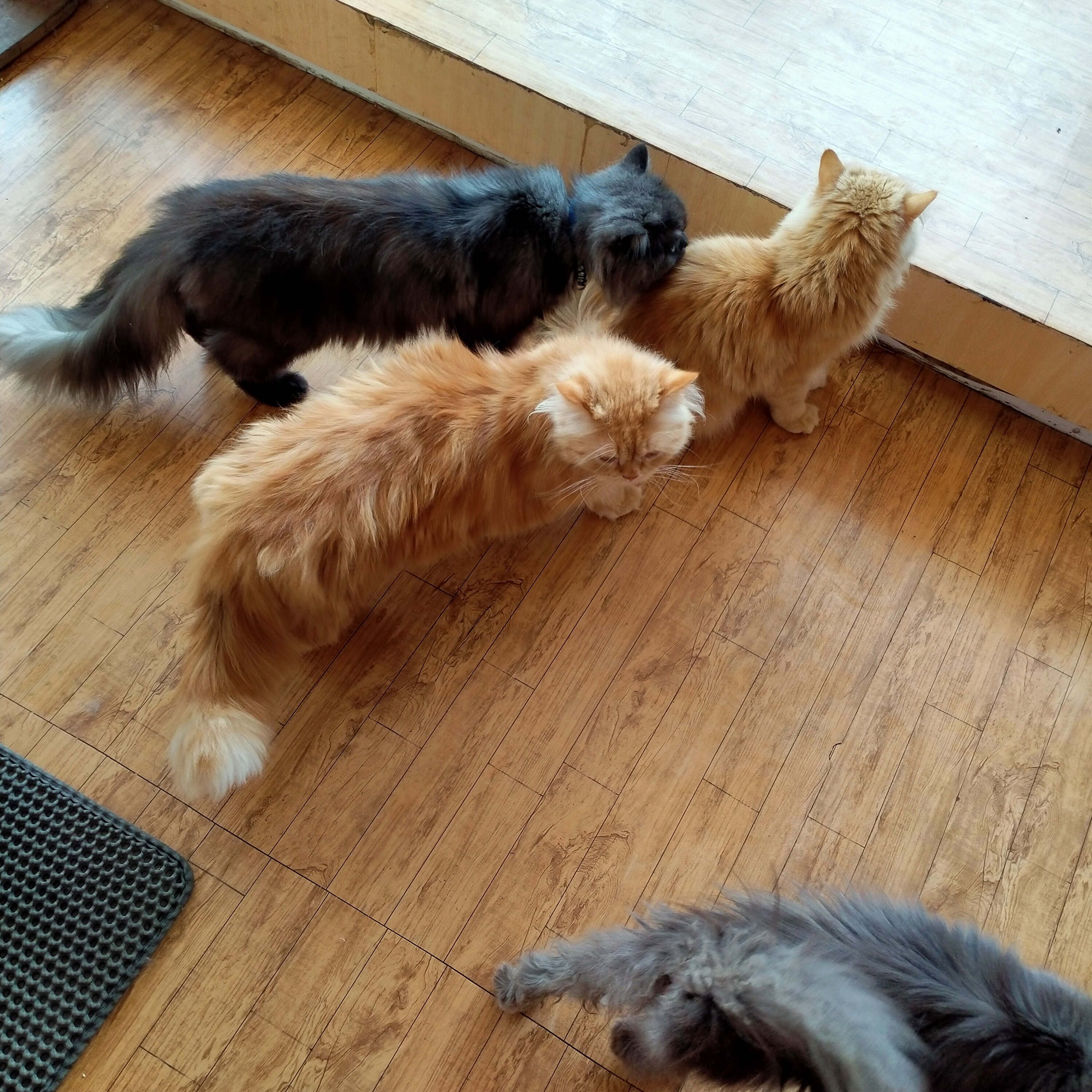 Cat Cafe Nepal image 2