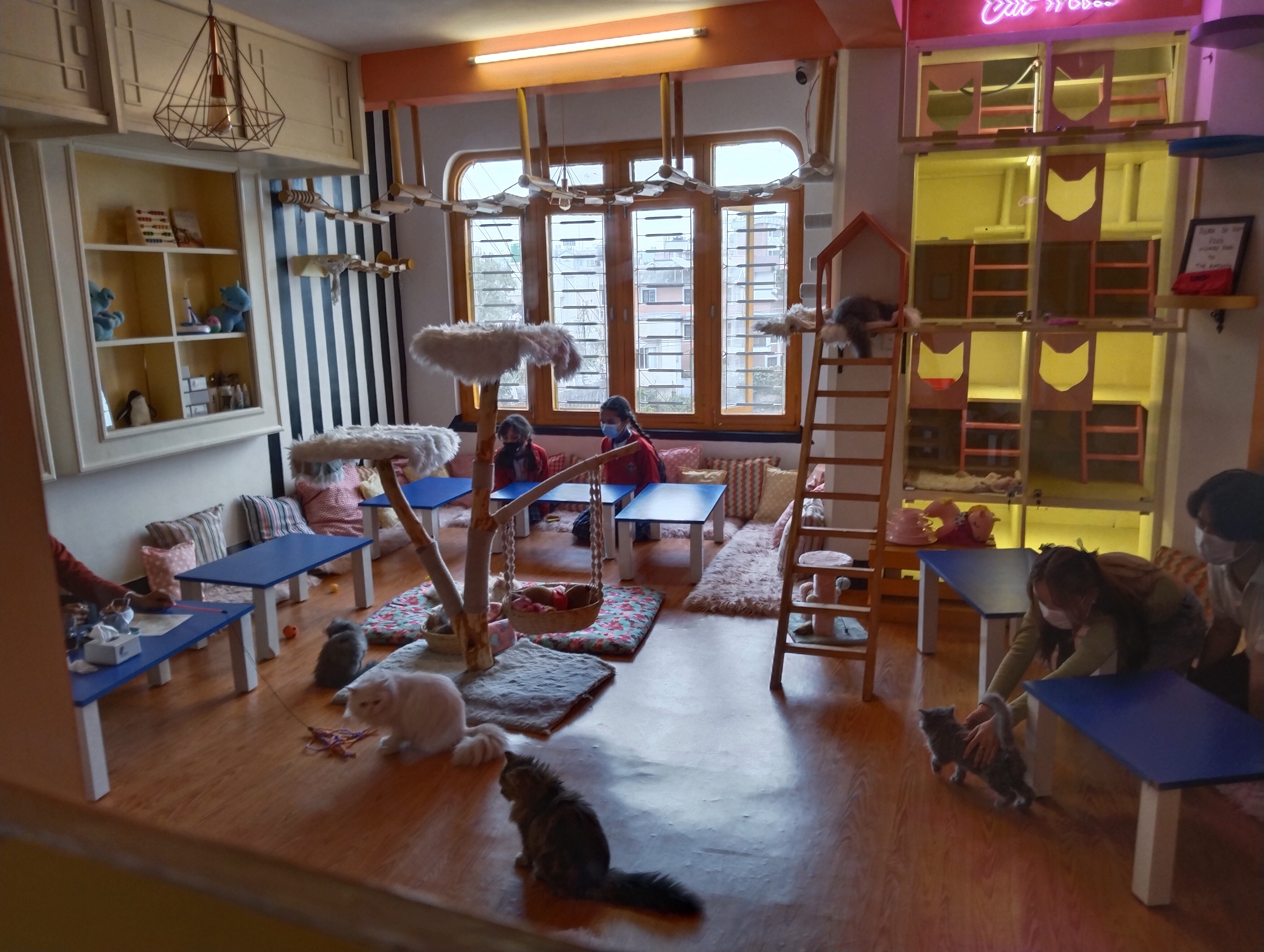Cat Cafe Nepal image 1